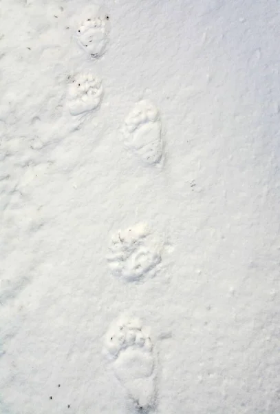 美しい雪に覆われた地面に足跡の垂直高角度のショット — ストック写真