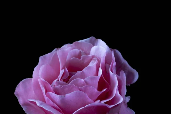 Крупним Планом Рожева Троянда Чорним Тлом — стокове фото