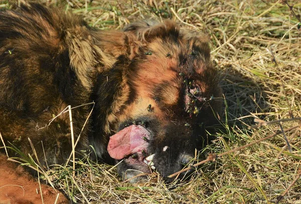 Primer Plano Perro Muerto Con Moscas Cara — Foto de Stock