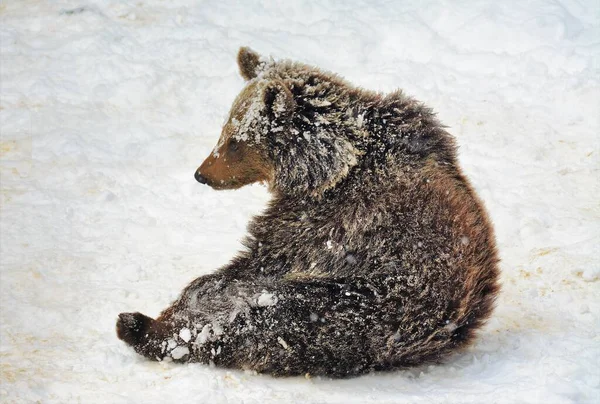 Uma Bela Cabina Urso Marrom Sentado Neve Finlândia Enquanto Desce — Fotografia de Stock