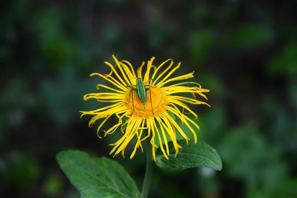 Insetto Barbitistes Fischeri Fiore Giallo — Foto Stock