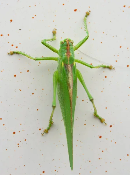 Yeşil Bir Tettigonia Viridissima Böceği — Stok fotoğraf