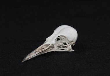 a skull of the Picinae bird clipart
