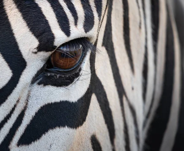 Een Close Opname Van Ogen Van Een Zebra Onder Het — Stockfoto