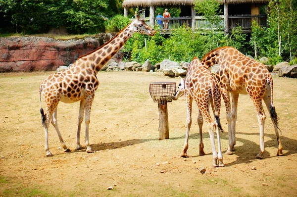 Kerkrade Pays Bas Août 2019 Groupe Girafes Zoo Gaia — Photo