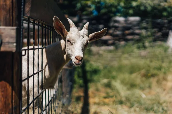 Eine Ziege Ragt Mit Dem Kopf Durch Einen Zaun Ziege — Stockfoto