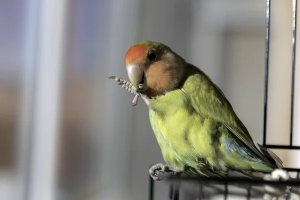 Знімок Чудового Коханого Птаха Який Кусає Кігті — стокове фото
