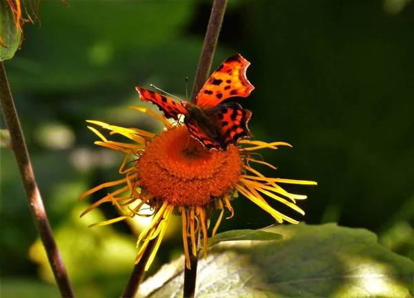 Butterfly Polygonia Album Flower — Stock Photo, Image