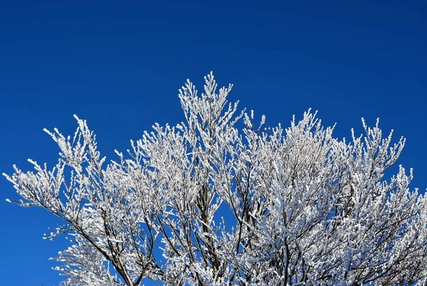 Low Angle Shot Frozen Tree Branches Forest Blue Sky — Stock Photo, Image