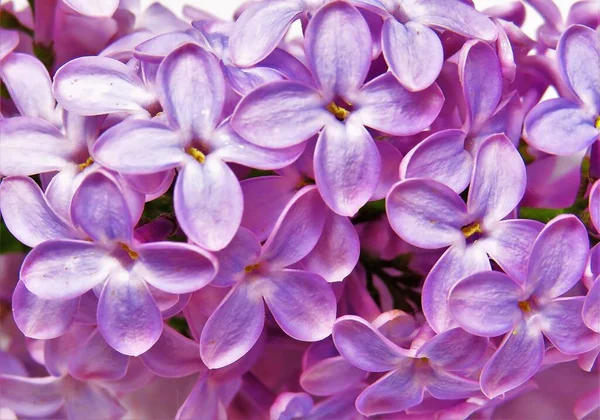 Selective Focus Shot Lilac Flowers Perfect Floral Background — Stock Photo, Image