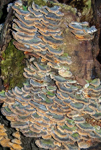Viele Pilze Auf Einem Baumstamm — Stockfoto