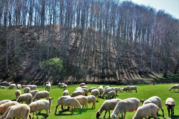 Вівці Пасуться Лузі Пагорбом Задньому Плані — стокове фото