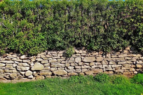 Foto Una Antigua Pared Piedra Decorada Con Plantas Jardín —  Fotos de Stock