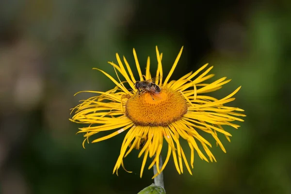 黄色の花にハエのクローズアップショット — ストック写真