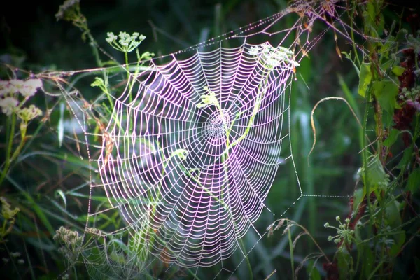 Toile Araignée Dans Environnement Naturel — Photo