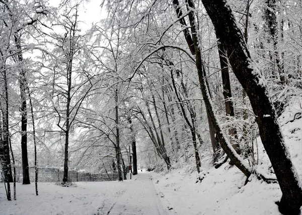 一片茂密的森林 树木茂密 积雪覆盖 — 图库照片