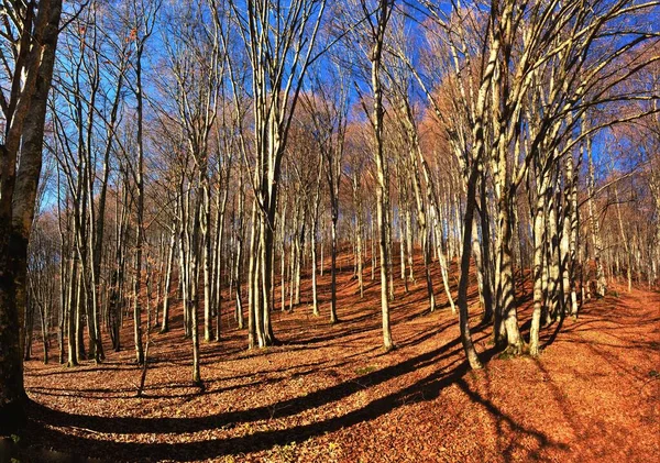 晴れた日に撮影された秋の葉で覆われたフィールド上の木の美しい景色 — ストック写真