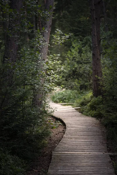 一条穿过树林的木制人行道的垂直截图 — 图库照片