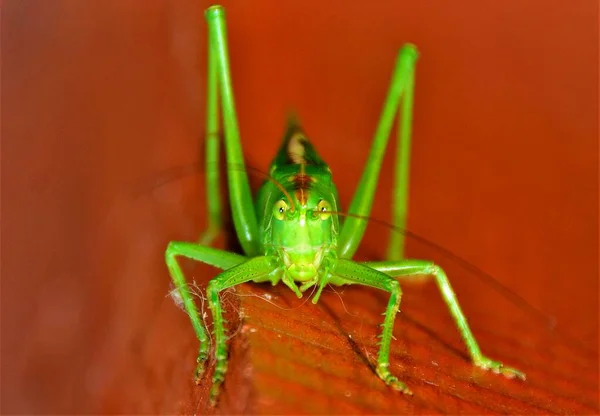 Egy Zöld Tettigonia Viridissima Rovar Közelről — Stock Fotó