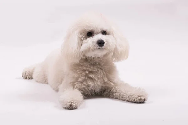 Tiro Paisagem Cão Bonito Poodle Branco Isolado Fundo Branco — Fotografia de Stock