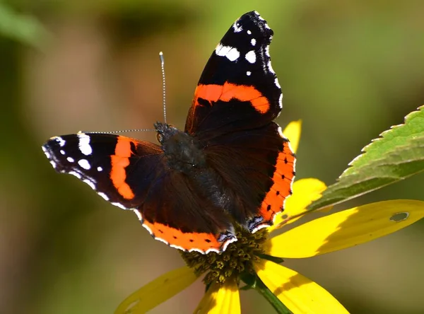 ヴァネッサAtalanta蝶上の花 — ストック写真