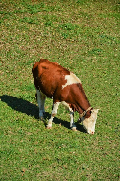Wysoki Kąt Strzał Brunatnej Krowy Białymi Wzorami Wypas Polu — Zdjęcie stockowe