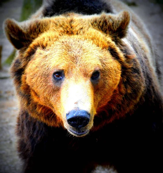 Closeup Bear Forest Sunlight — Stock Photo, Image