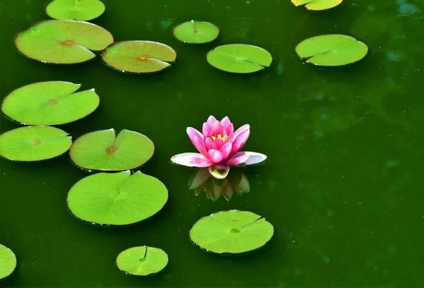 Beautiful Pink Nuphar Flower Growing Water — Stock Photo, Image
