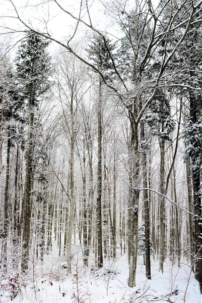 Plan Vertical Faible Angle Des Arbres Enneigés Couper Souffle Dans — Photo