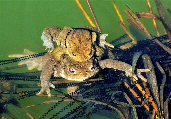 Many frogs during mating in water