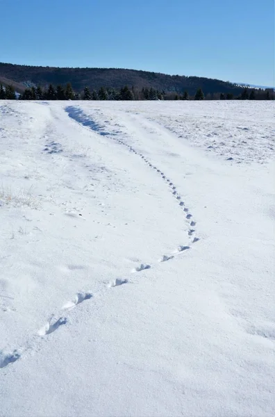 Close Das Trilhas Animais Uma Neve Inverno Recém Caída — Fotografia de Stock