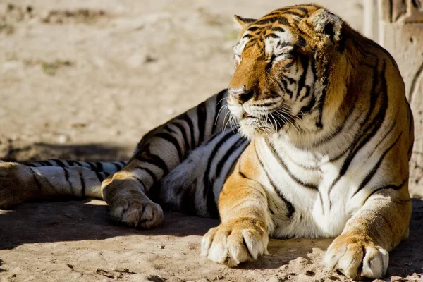 Closeup Shot Beautiful Tiger Lying Ground Sunshine — Stock Photo, Image