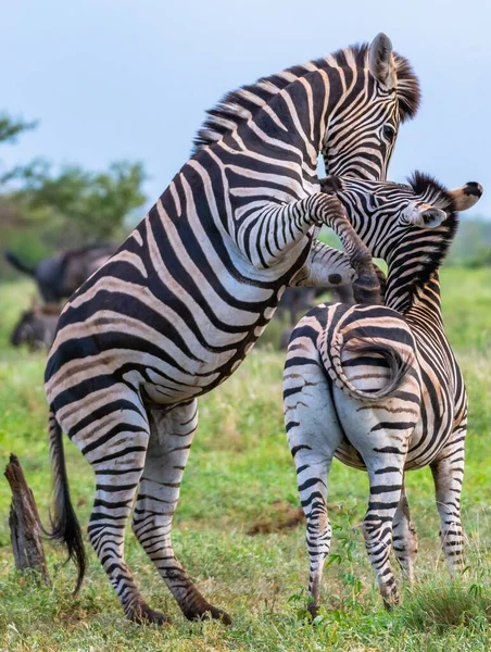 Két Zebra Harcol Egy Zöldellő Mezőn Nappal Napfény Alatt — Stock Fotó