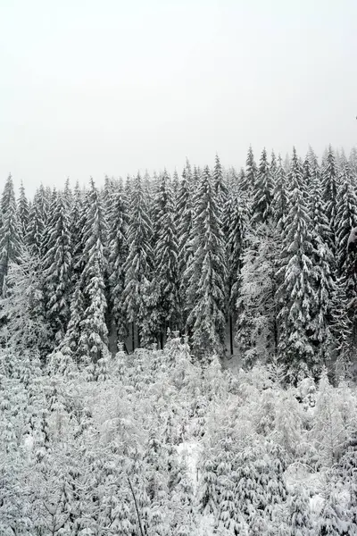 Świerki Pokryte Śniegiem Zimie — Zdjęcie stockowe