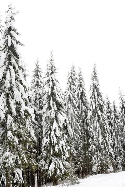 겨울에는 눈으로 뒤덮인 가문비나무 — 스톡 사진