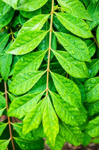 Tiro Vertical Ramo Verde Com Gotas Chuva Sobre Ele — Fotografia de Stock