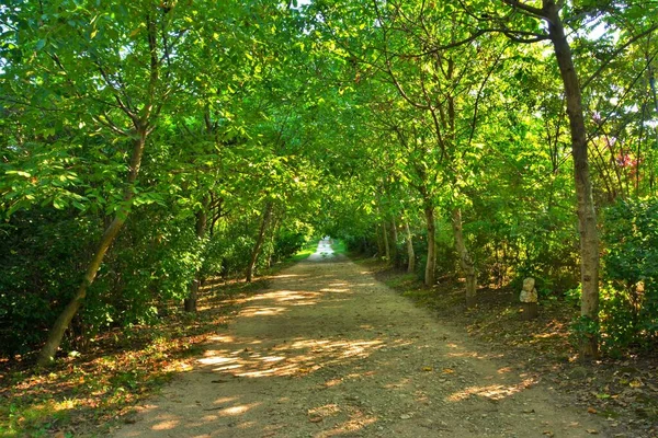 Uma Estrada Terra Através Uma Floresta Verde Dia Ensolarado — Fotografia de Stock