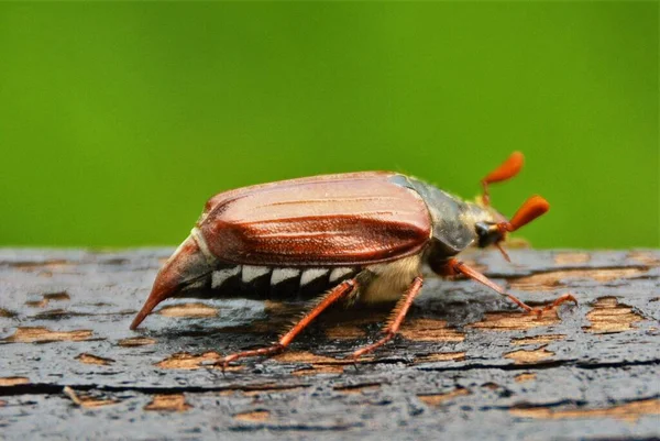 Μπορεί Bug Melolontha Κοντινό Πλάνο — Φωτογραφία Αρχείου