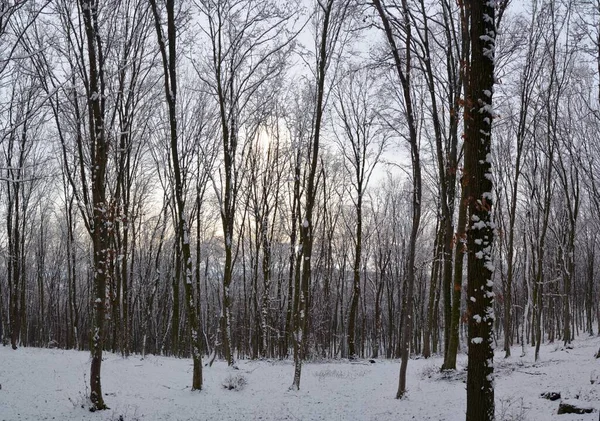 Eine Winterlich Verschneite Waldlandschaft — Stockfoto