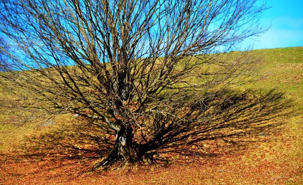 Disparo Fascinante Solo Árbol Bajo Cielo Azul — Foto de Stock