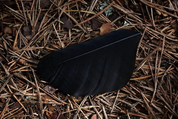 Kahverengi Zemindeki Siyah Bir Tüyü Yakından Çek — Stok fotoğraf