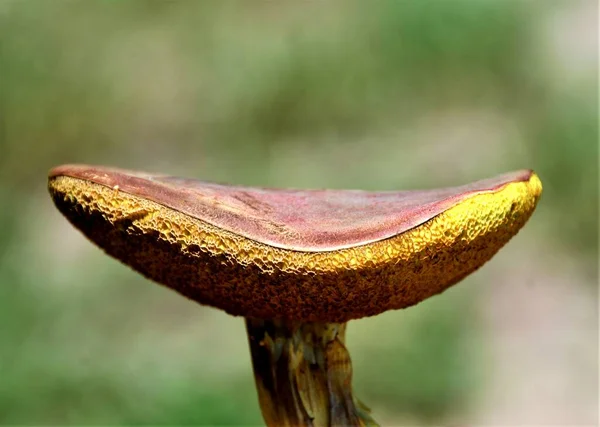 Der Steinpilz Edulis Einer Natürlichen Umgebung — Stockfoto