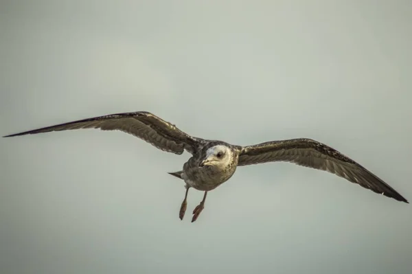 Nahaufnahme Eines Falken Der Vor Nebligem Himmel Fliegt — Stockfoto