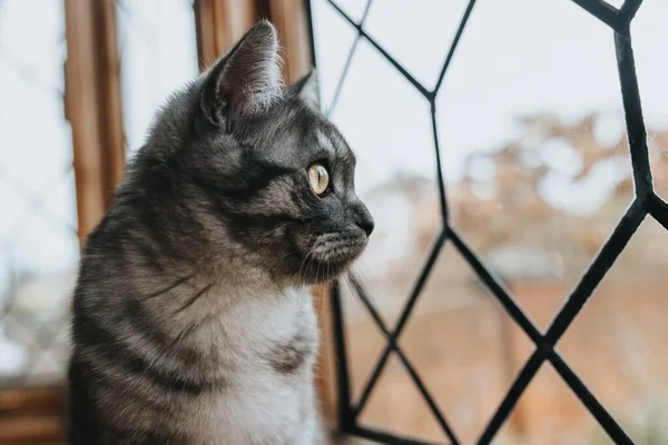 Tiro Close Belo Gato Preto Cinza Estampado Com Olhos Amarelos — Fotografia de Stock