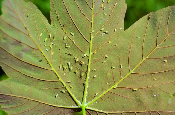 叶背上有许多有害的阿菲多思昆虫 — 图库照片