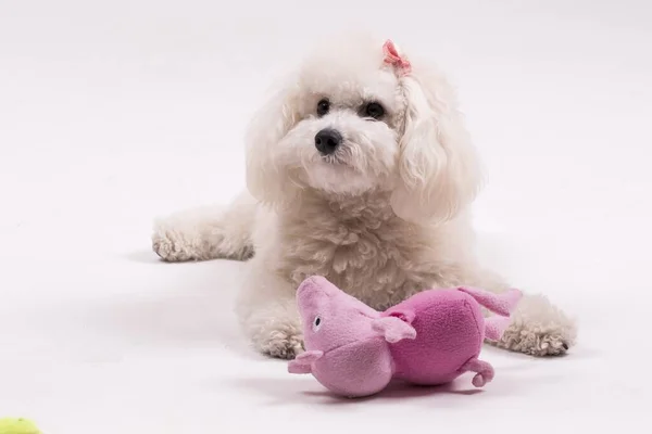 Zbliżenie Ujęcia Bolognese Psa Bawiącego Się Wypchanymi Zabawkami Pod Światłami — Zdjęcie stockowe