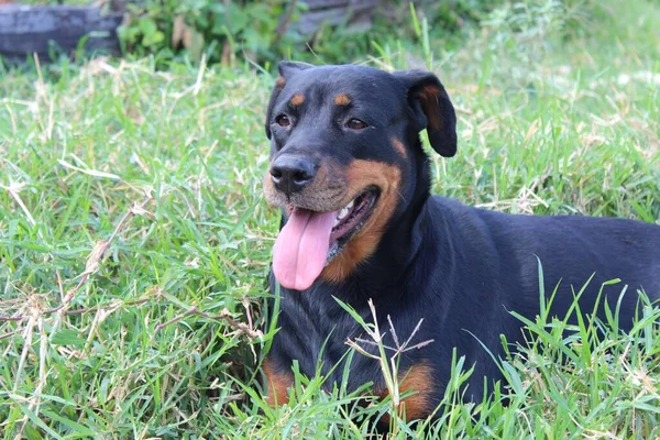 Perro Negro Con Hocico Marrón Sentado Tierra Cubierta Hierba Con —  Fotos de Stock