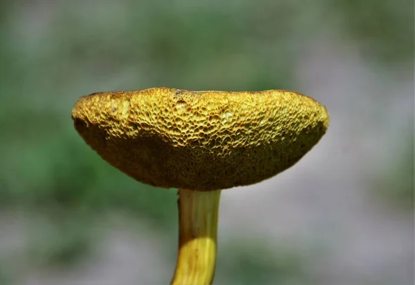 Eine Nahaufnahme Des Penny Bun Pilzes — Stockfoto