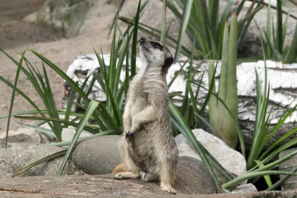 Μια Επιλεκτική Λήψη Ενός Meerkat — Φωτογραφία Αρχείου