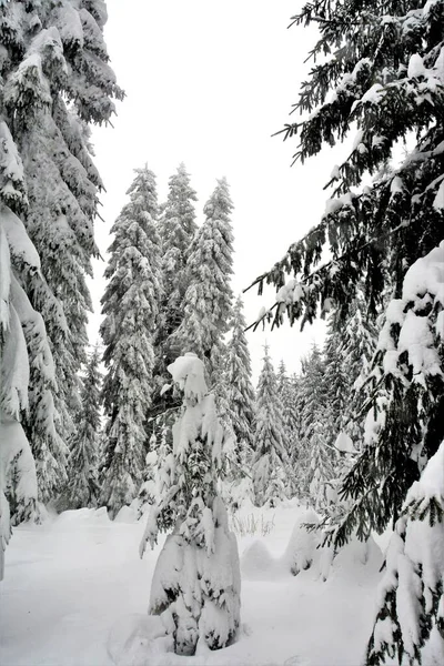 Vertikal Låg Vinkel Skott Vackra Snötäckta Tallar Skog Fångas Vintern — Stockfoto